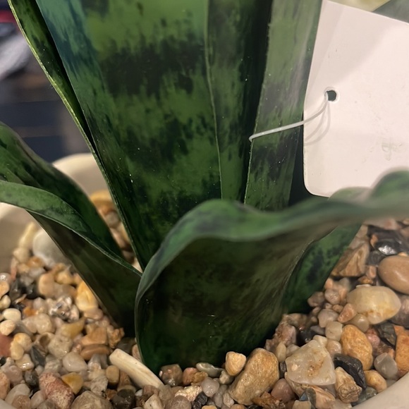 NWT Always Perfect Decor Artificial Snake Plant in Gray and White Pot - Picture 10 of 12